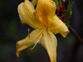 Rhododendron luteum IMG_2343 Azalia pontyjska